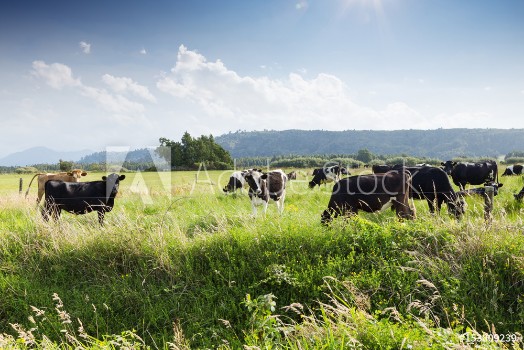 Picture of Beafs on new zealand pasture in sunny day